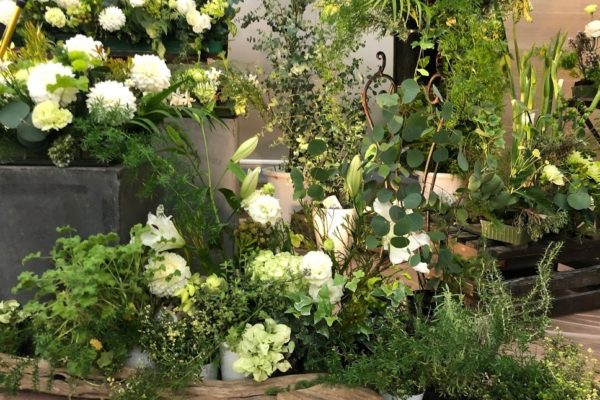 自然の情景　白グリーンの花